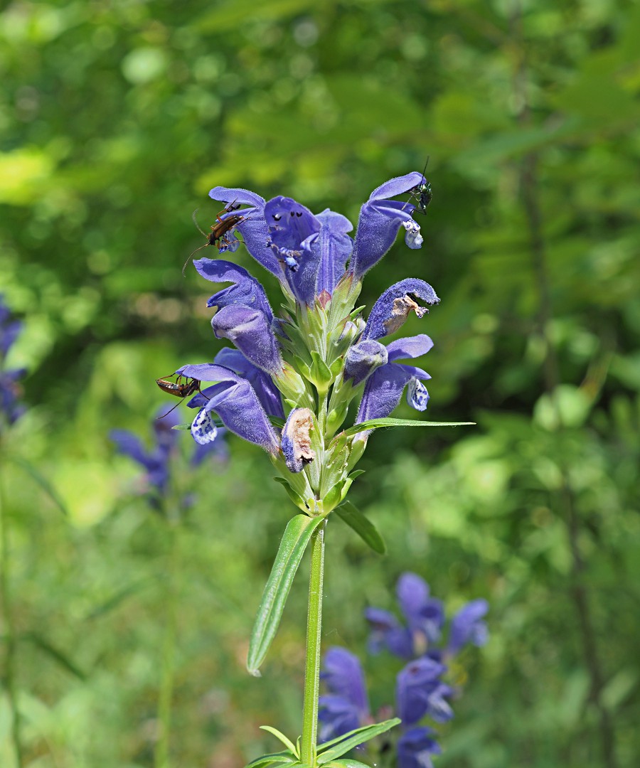 Изображение особи Dracocephalum ruyschiana.
