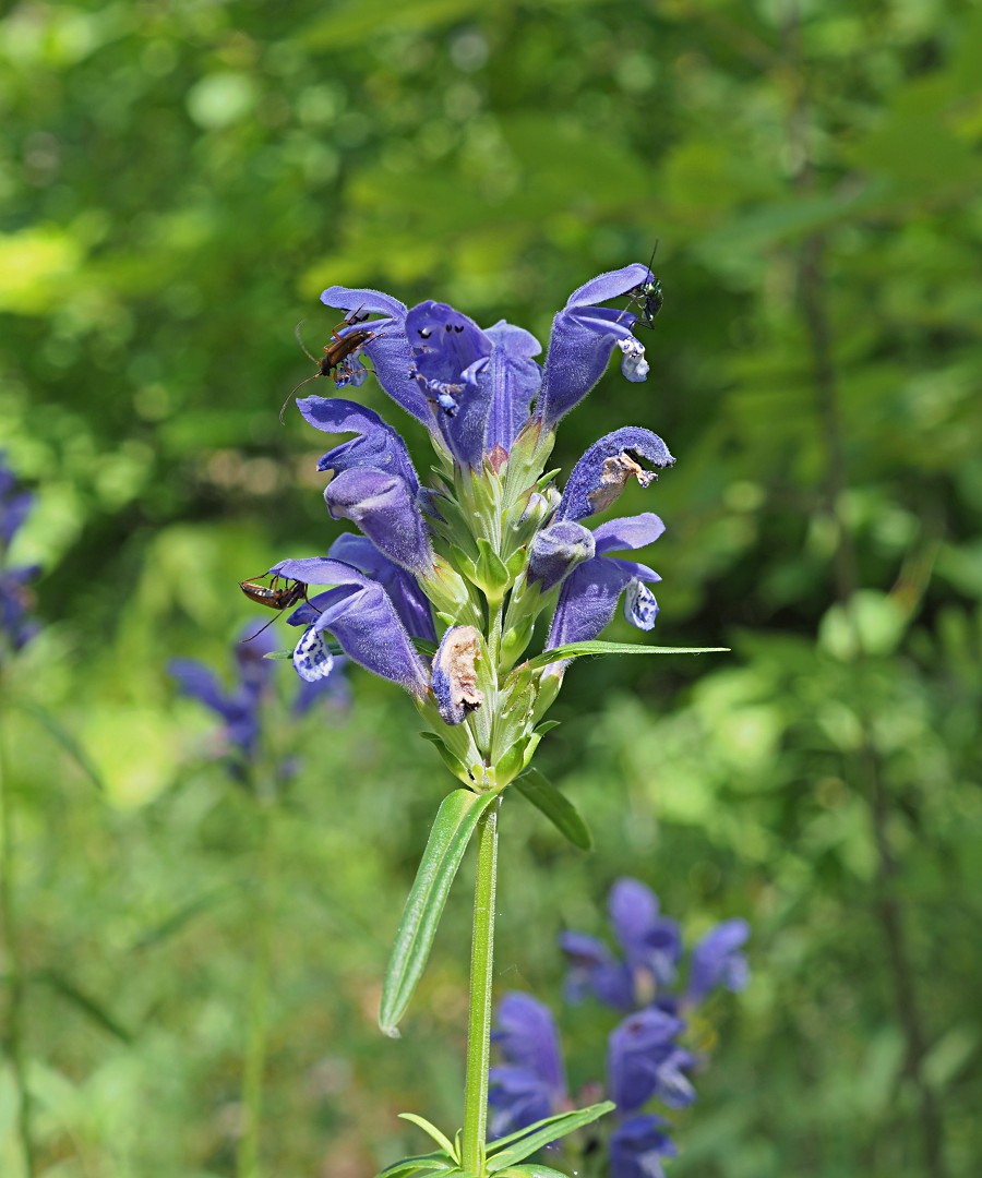 Изображение особи Dracocephalum ruyschiana.