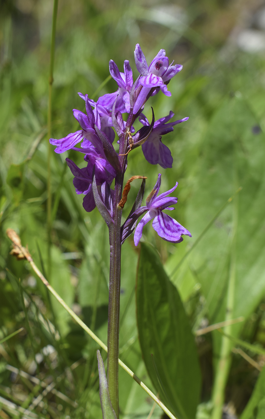 Изображение особи род Dactylorhiza.