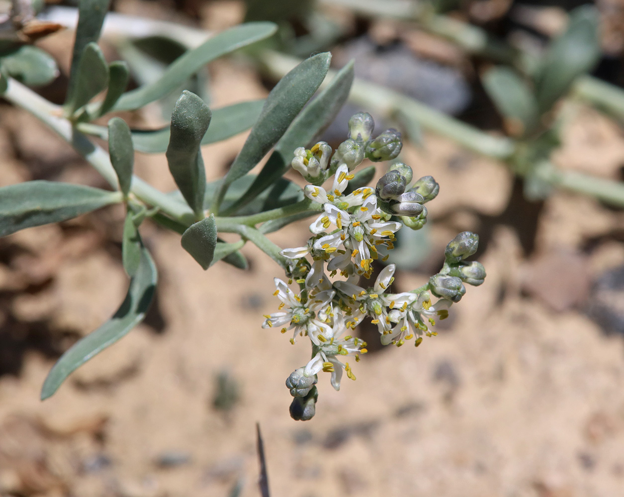 Image of Nitraria sibirica specimen.