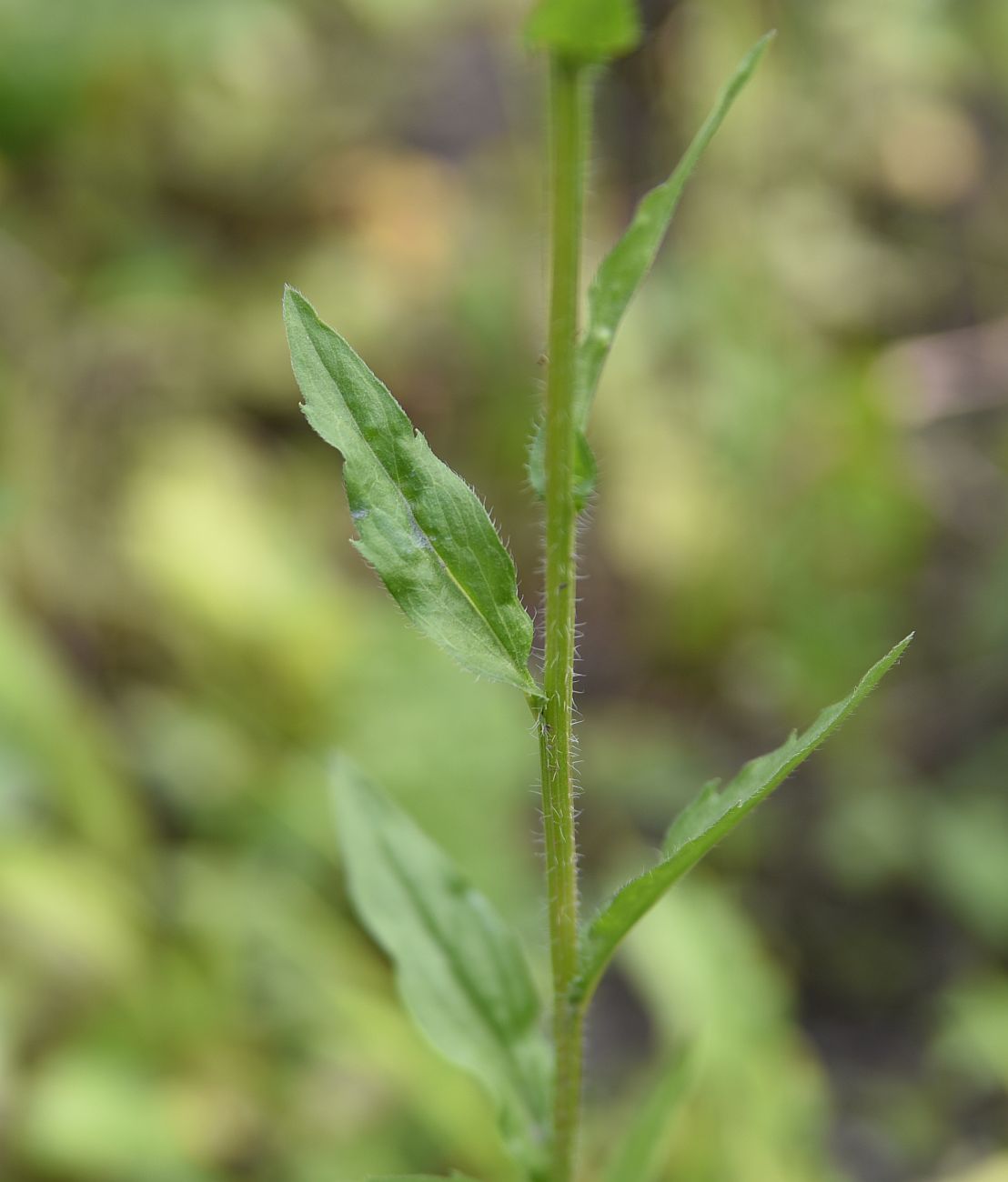 Image of Erigeron annuus specimen.
