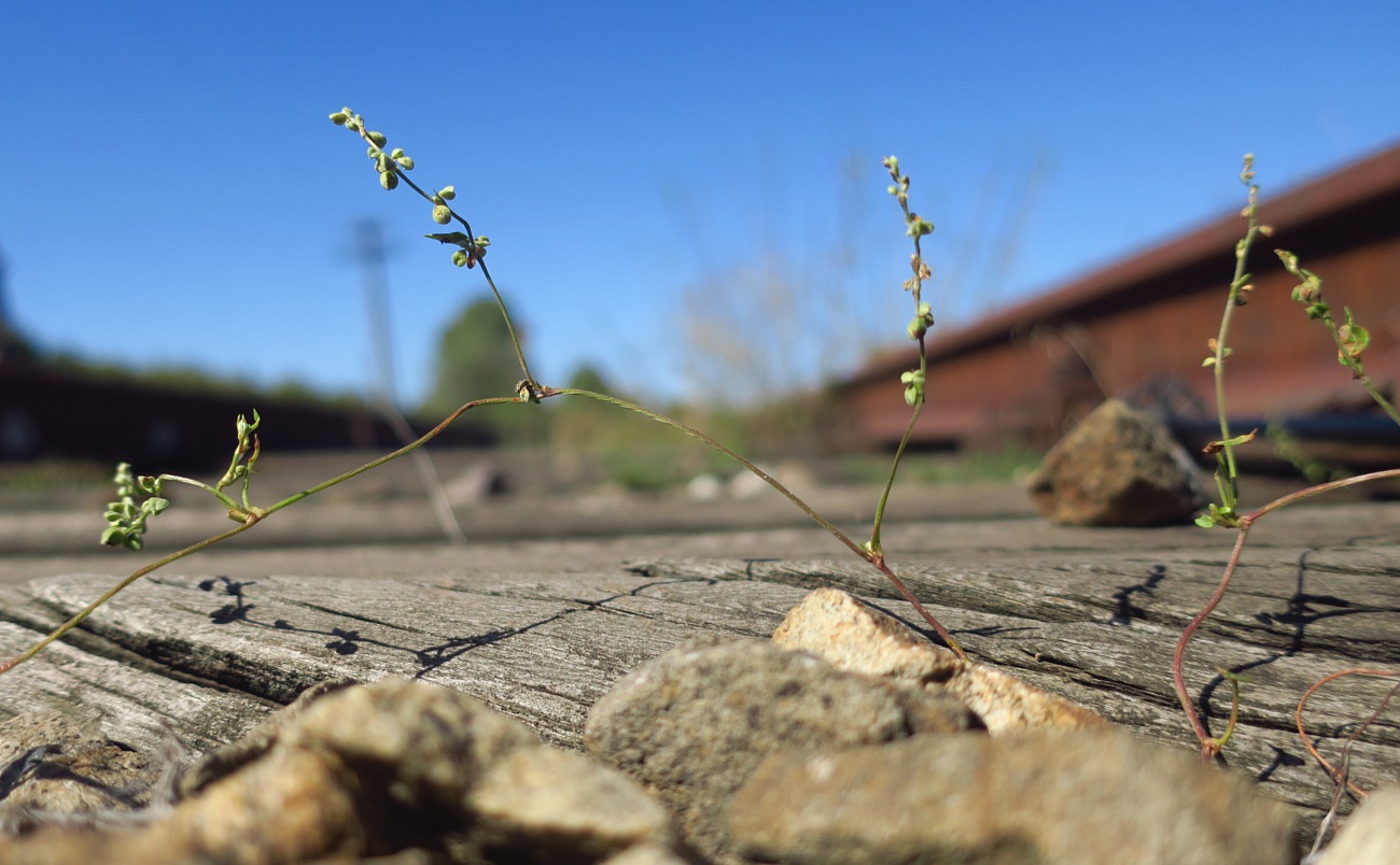 Изображение особи Fallopia convolvulus.