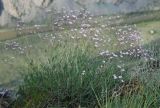 Gypsophila patrinii. Цветущее растение. Алтай, Улаганское плато, перевал Кату-Ярык (выс. около 1200 м н.у.м.). 26.07.2010.