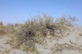 Nitraria schoberi. Плодоносящие растения. Узбекистан, Ферганская обл., Язъяванский р-н, Язъяванские пески, частично закреплённые дюны. 15 сентября 2022 г.