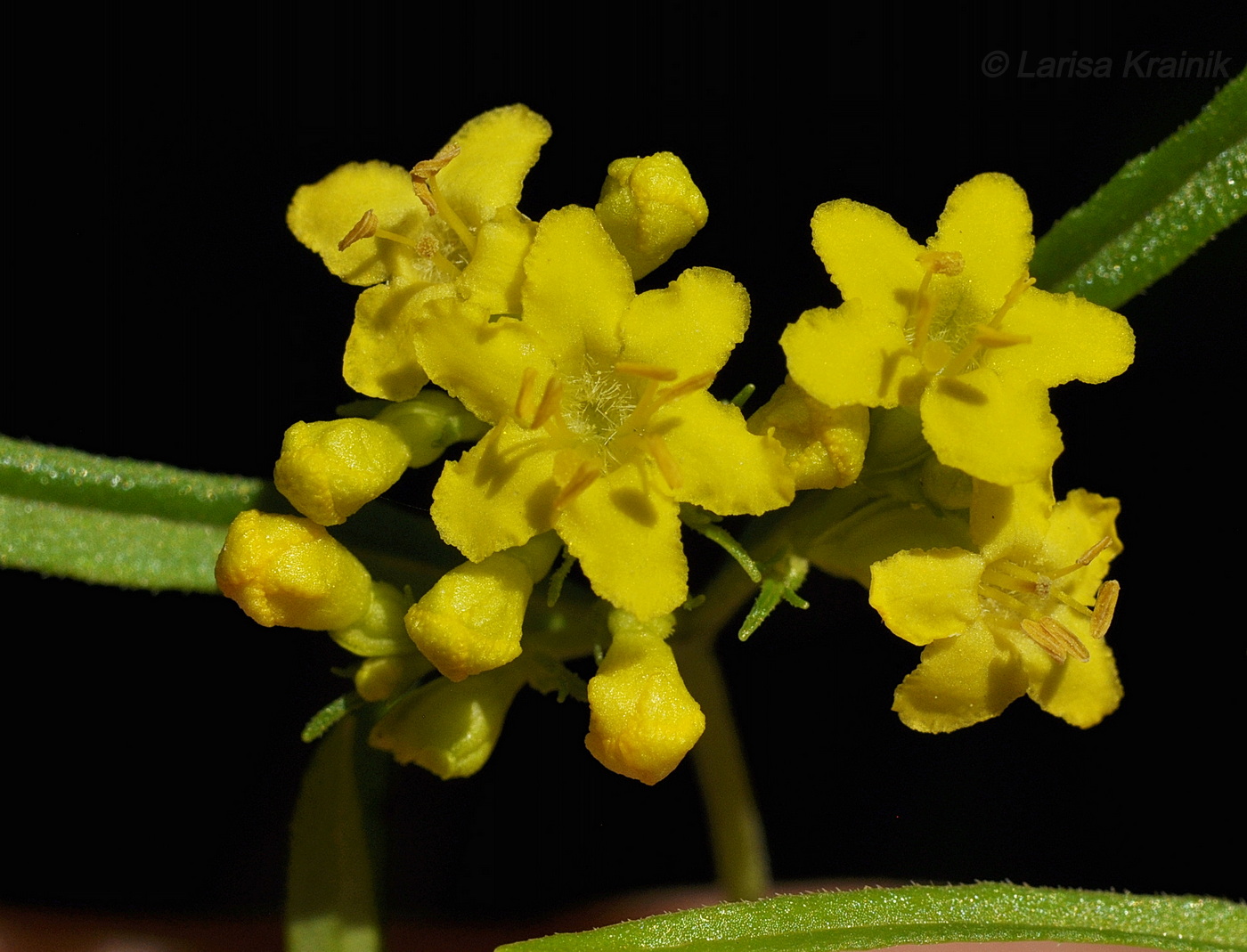 Изображение особи Patrinia rupestris.