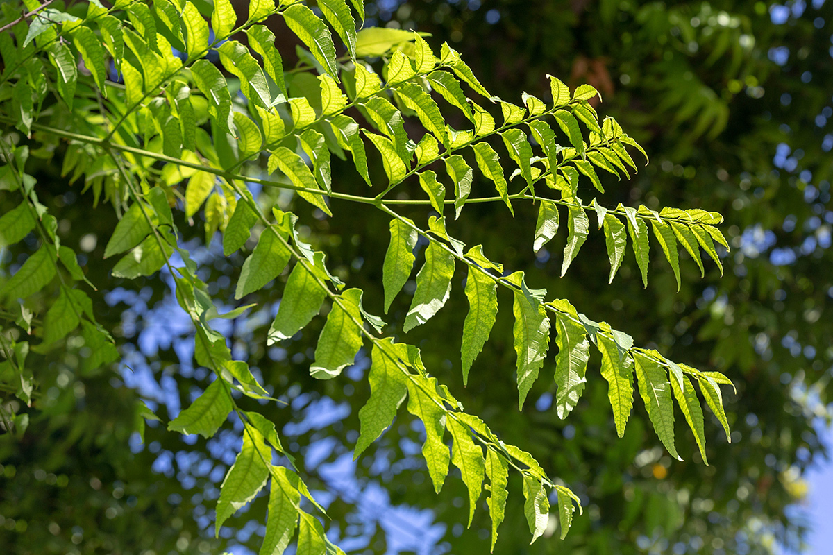 Изображение особи Koelreuteria bipinnata.