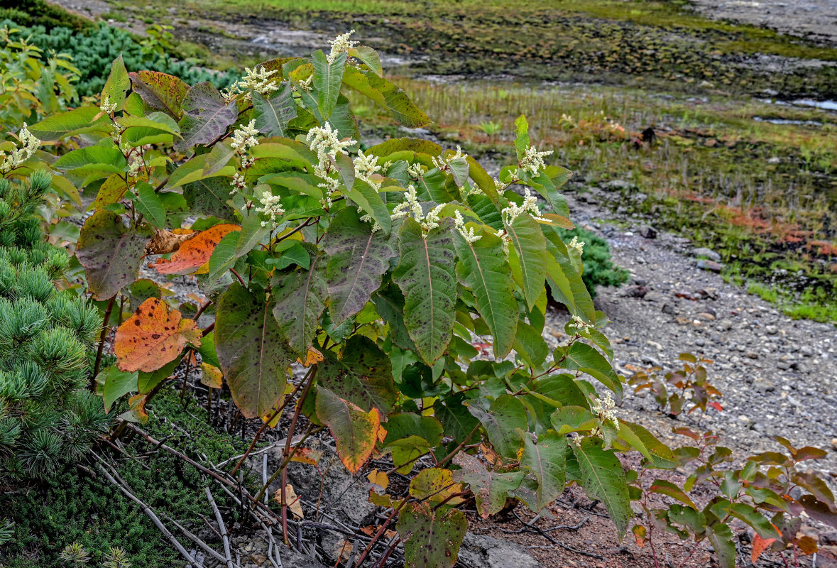 Изображение особи Reynoutria sachalinensis.