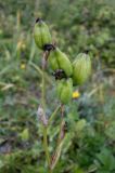 Iris setosa. Соплодие. Камчатский край, г. Петропавловск-Камчатский, Халактырский пляж, приморский луг. 17.08.2022.