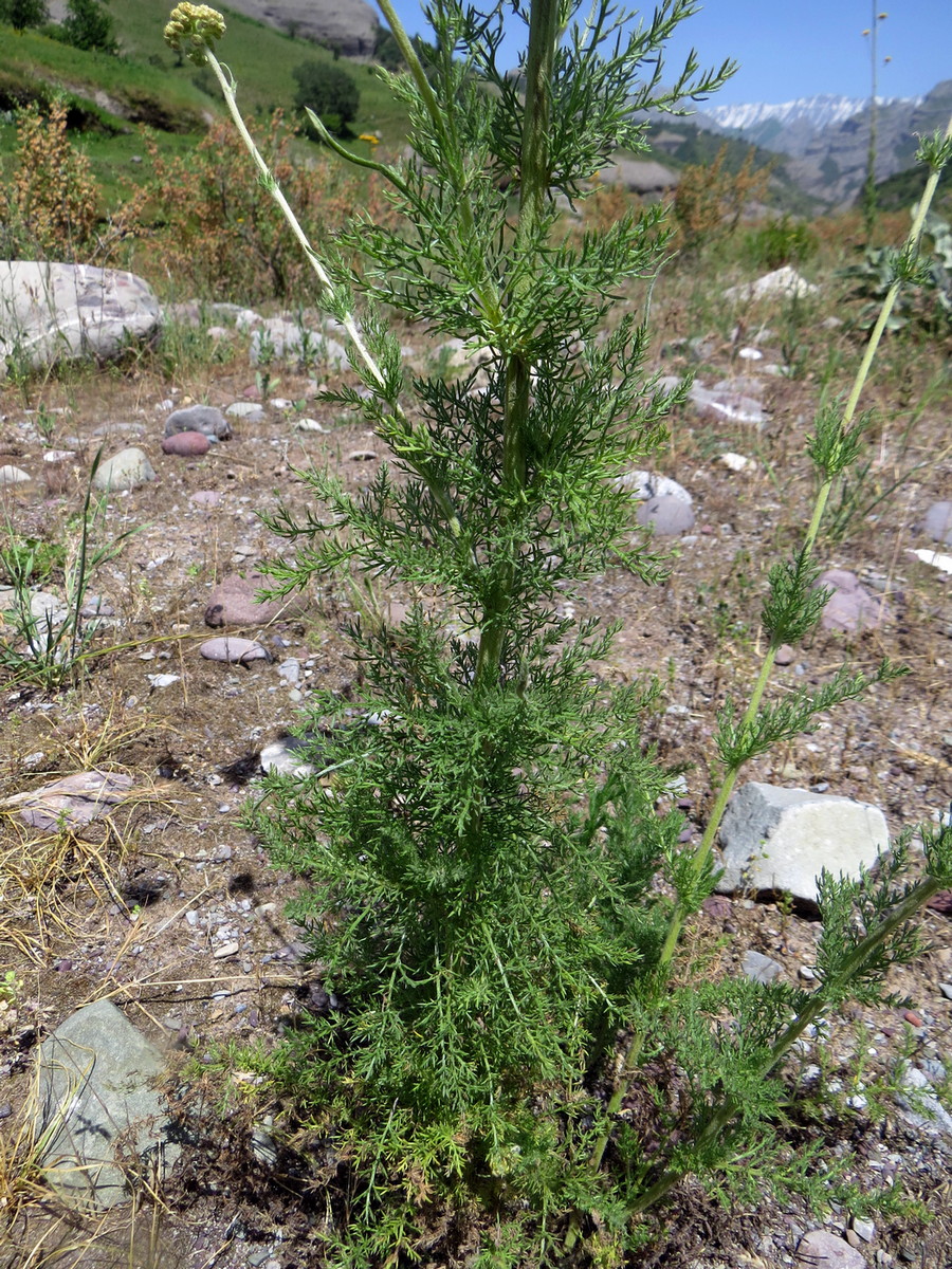 Image of Handelia trichophylla specimen.