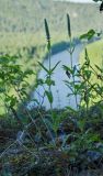 Veronica spicata. Зацветающие растения. Пермский край, Александровский р-н, дол. р. Яйва, верхушка северо-восточной оконечности Тихого Камня, на замшелой скале. 13 июня 2022 г.