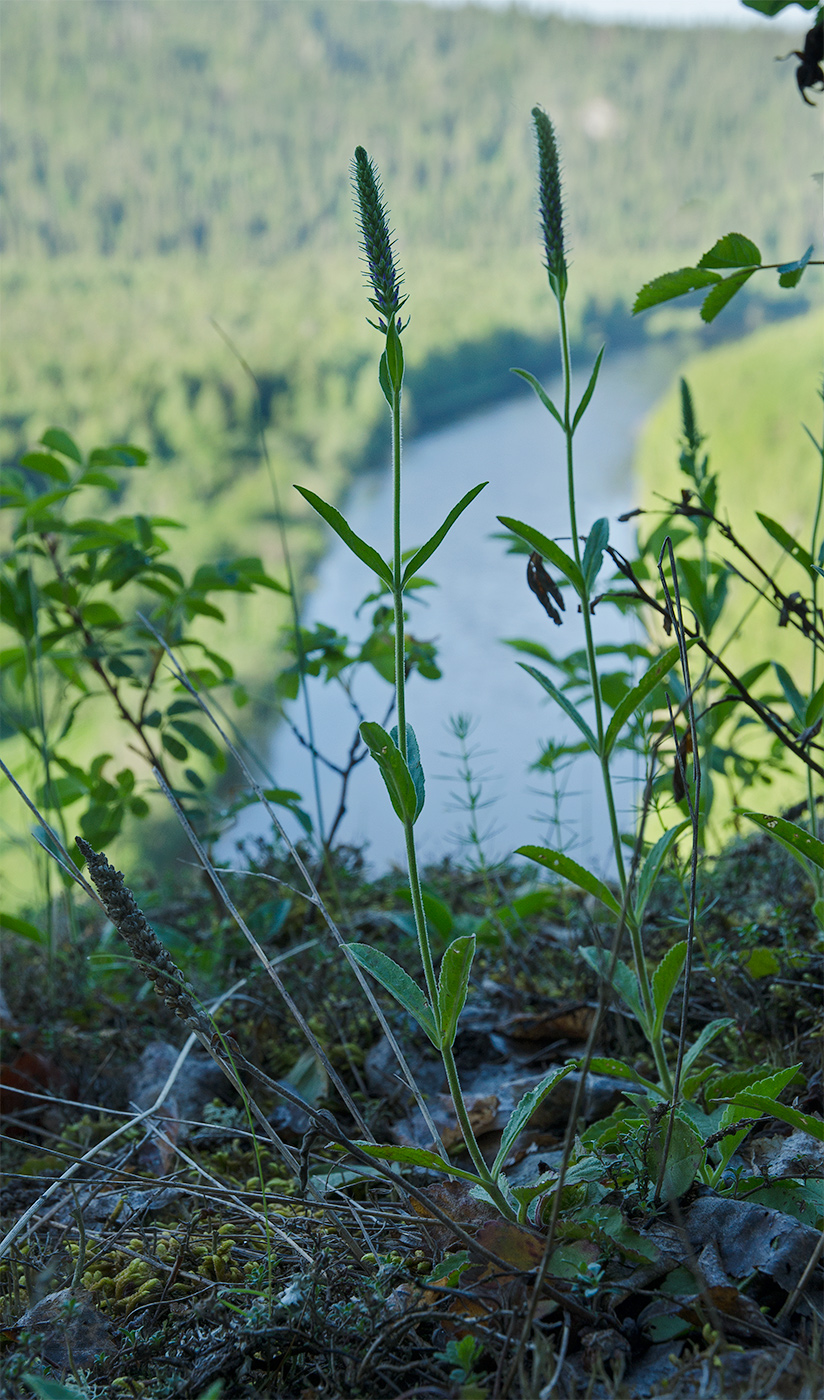 Изображение особи Veronica spicata.