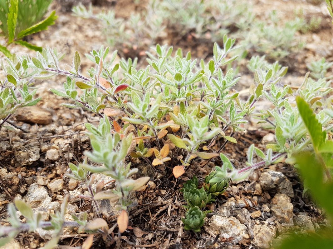 Изображение особи Thymus eravinensis.