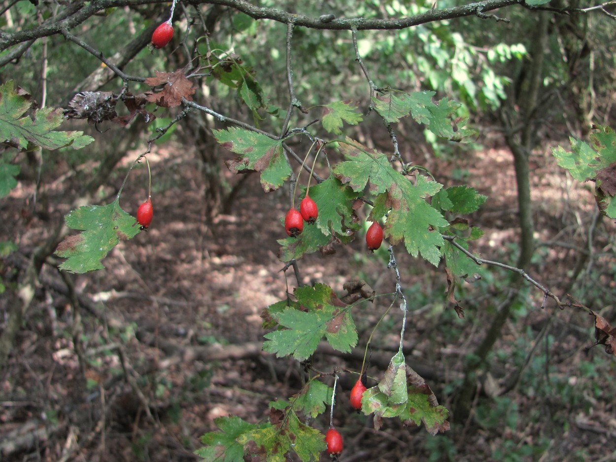 Image of Crataegus monogyna specimen.