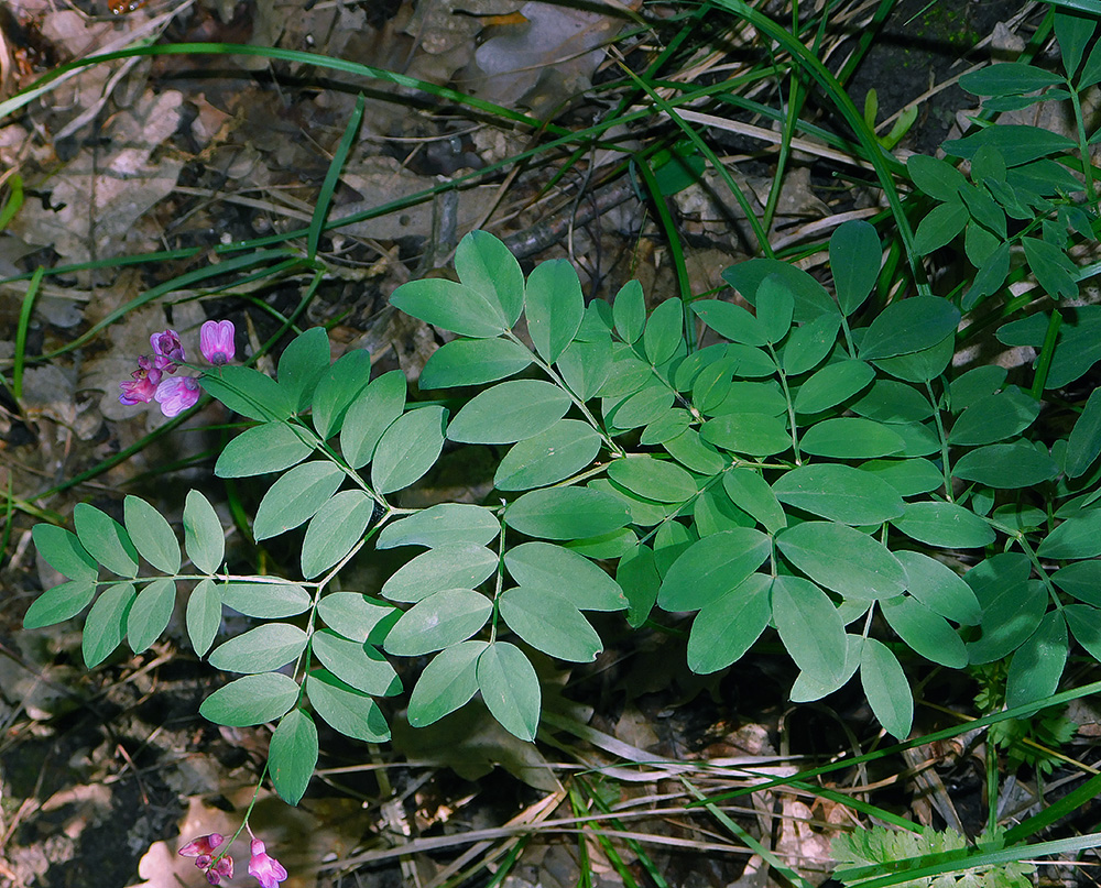 Image of Lathyrus niger specimen.