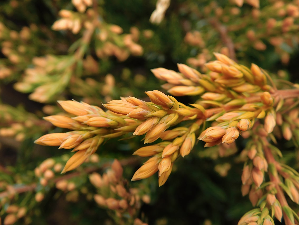 Image of Juniperus horizontalis specimen.