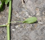 Rumex acetosa. Часть стебля и лист (видна абаксиальная поверхность). Республика Ингушетия, Джейрахский р-н, окр. альплагеря \"Кязи\", выс. 1960 м н.у.м, луг, пространство между двумя глыбами. 23 июля 2022 г.
