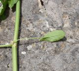 Rumex acetosa