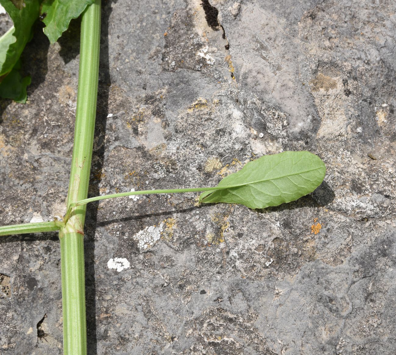 Image of Rumex acetosa specimen.