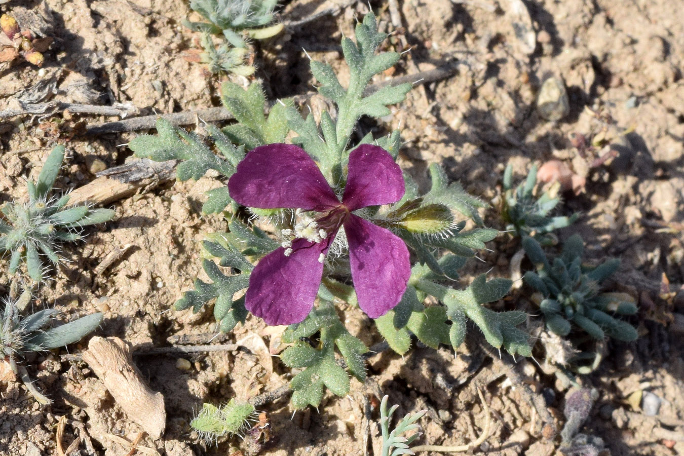 Изображение особи Roemeria hybrida.