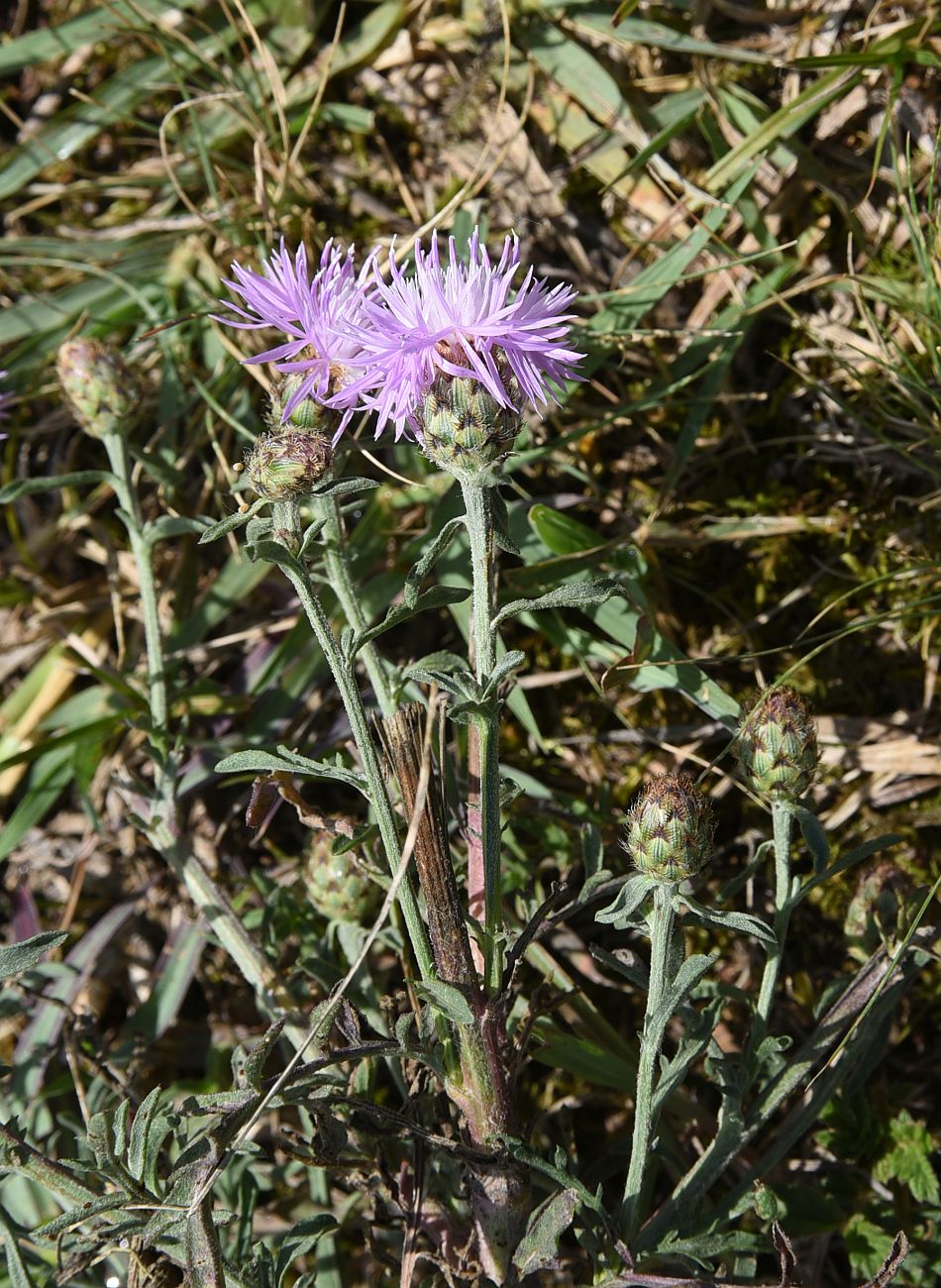 Изображение особи Centaurea scripczinskyi.