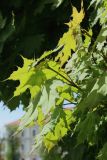 Acer platanoides. Молодые побеги (видна абаксиальная поверхность листьев). Беларусь, г. Могилёв, Ленинский р-н, площ. Славы, в культуре. 02.05.2023.