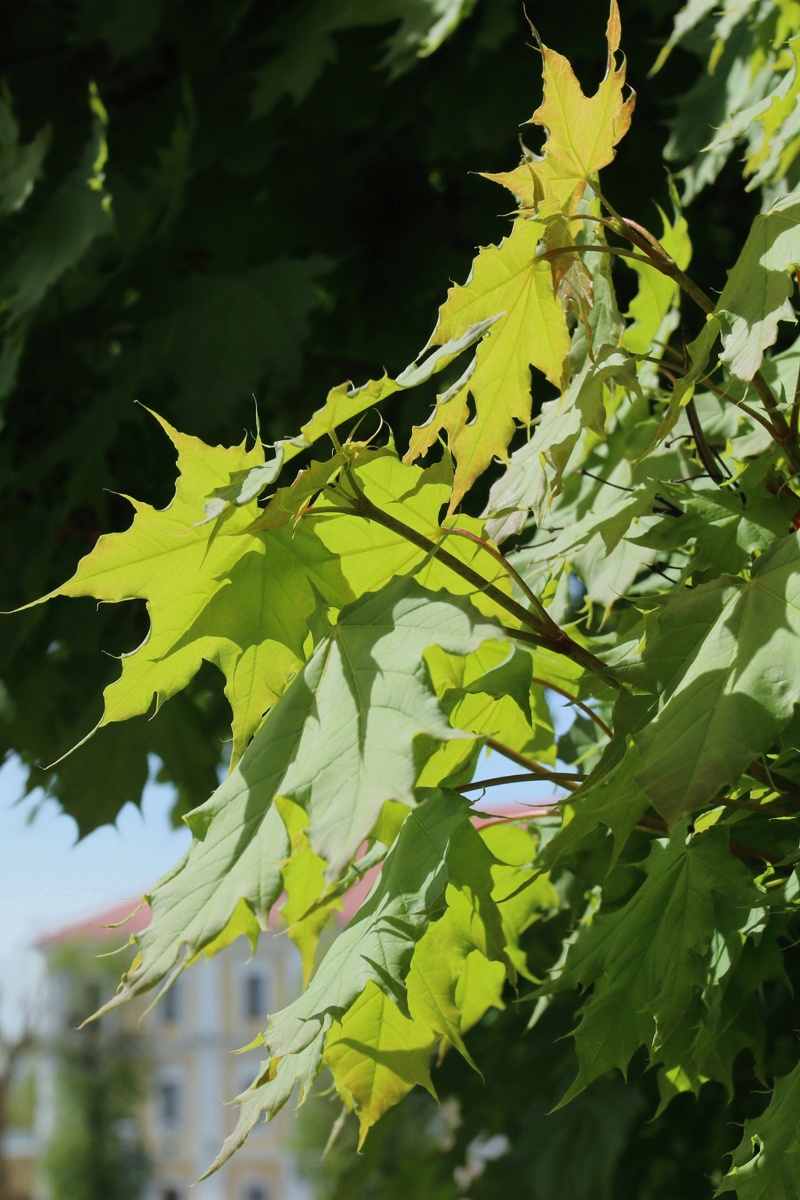 Image of Acer platanoides specimen.