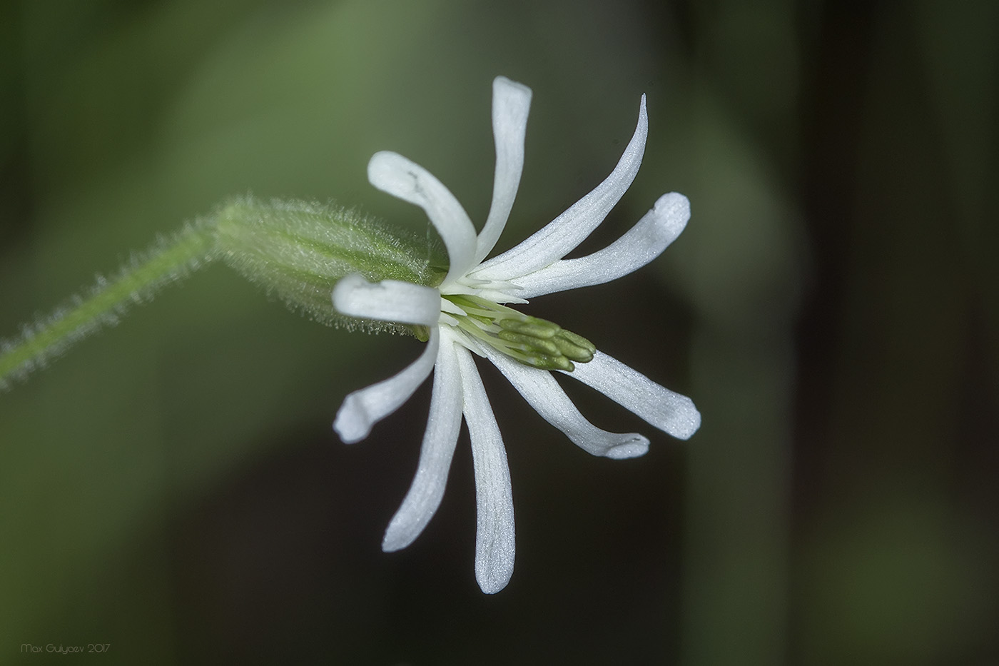 Изображение особи Silene nutans.