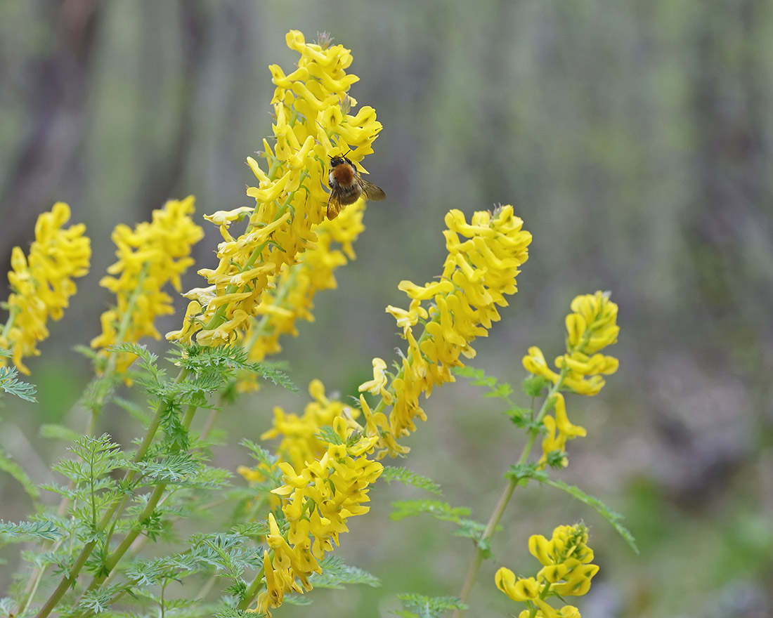 Image of Corydalis speciosa specimen.