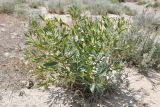 Haplophyllum perforatum. Цветущее растение. Таджикистан, Согдийская обл., горы Окбель, лёссовый склон. 7 мая 2023 г.