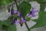 Solanum kitagawae