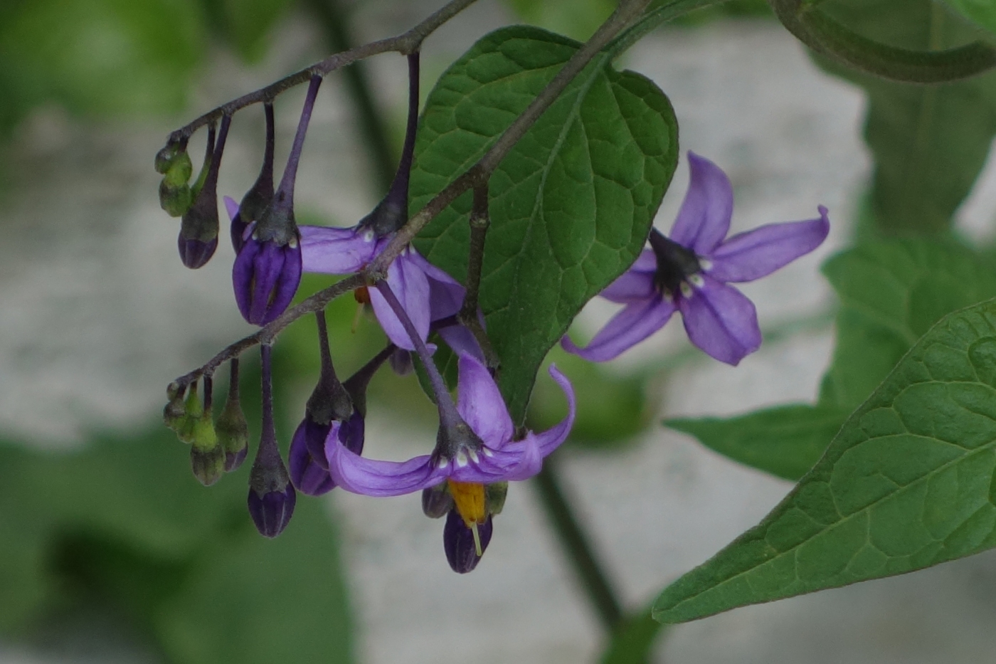 Изображение особи Solanum kitagawae.