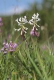 Polygala major. Соцветия. Крым, Севастополь, Байдарская долина, луг. 15.06.2023.