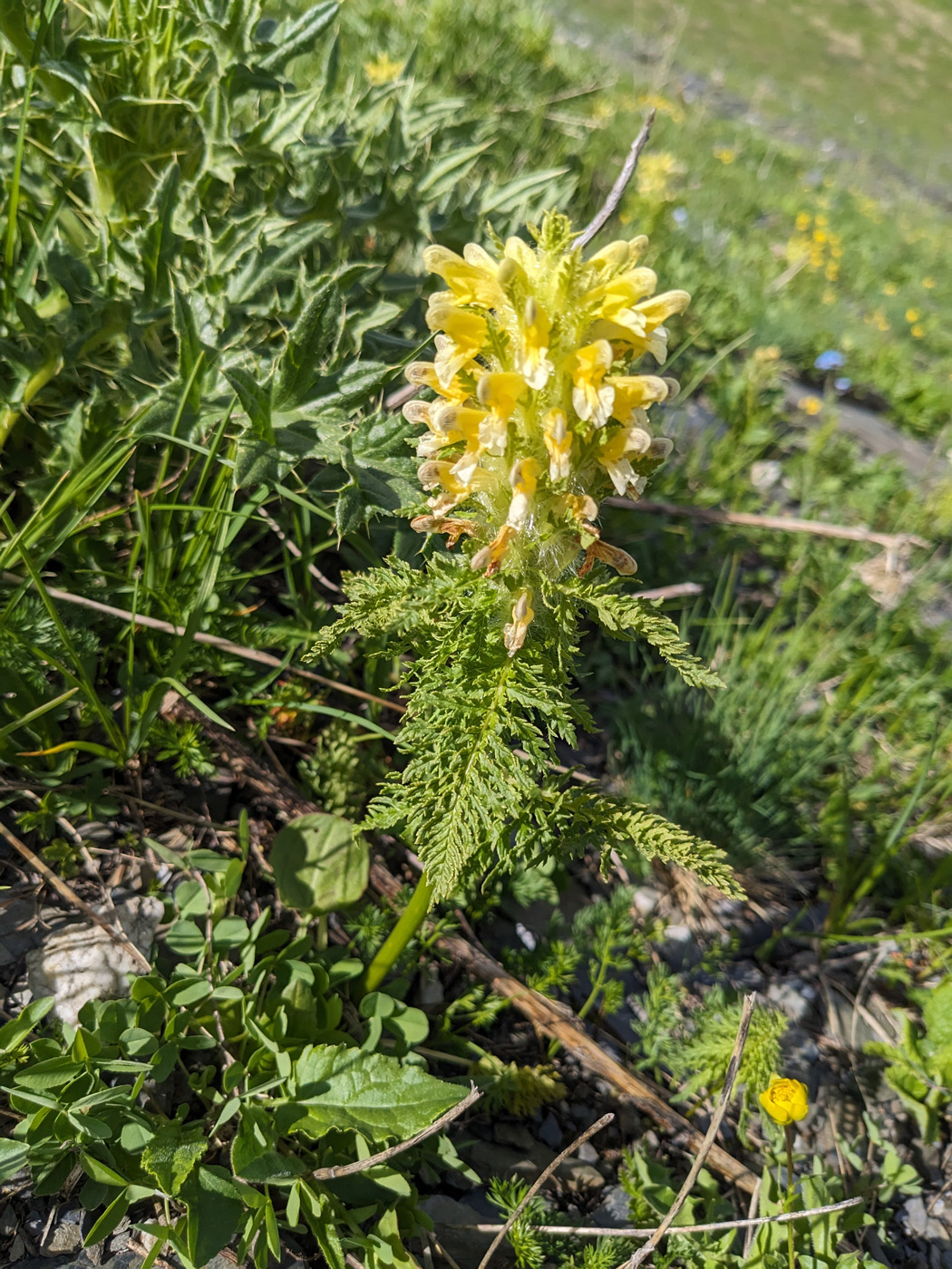 Image of Pedicularis condensata specimen.