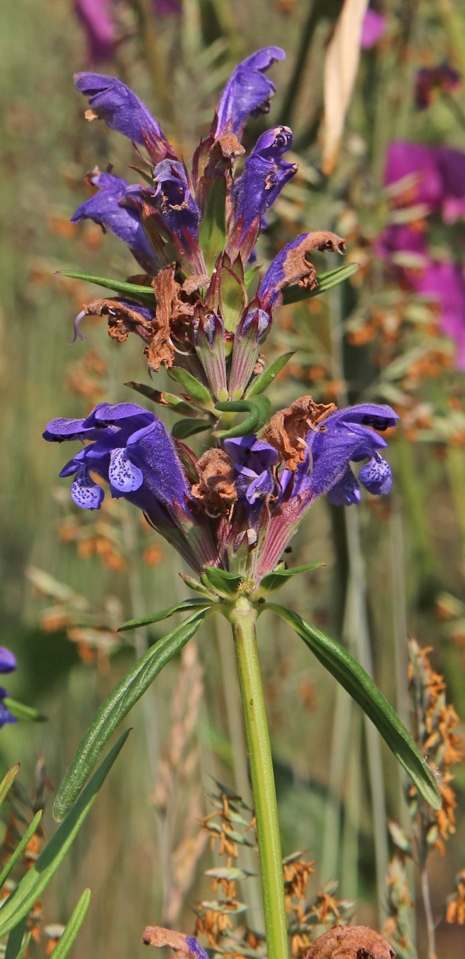 Изображение особи Dracocephalum ruyschiana.