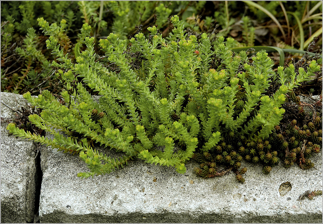 Изображение особи Sedum sexangulare.