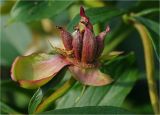 Paeonia lactiflora. Созревающий плод. Московская обл., Раменский р-н, окр. дер. Хрипань, садовый участок. 05.07.2023.