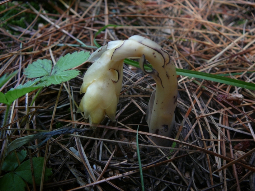 Изображение особи Hypopitys monotropa.