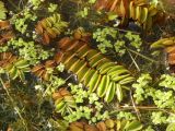 Salvinia natans. Вегетирующие растения (светло-зелёные листецы - Lemna sp., в воде - Utricularia australis). Московская обл., г. Видное, искусственный водоём на садовом участке. 28.09.2023.