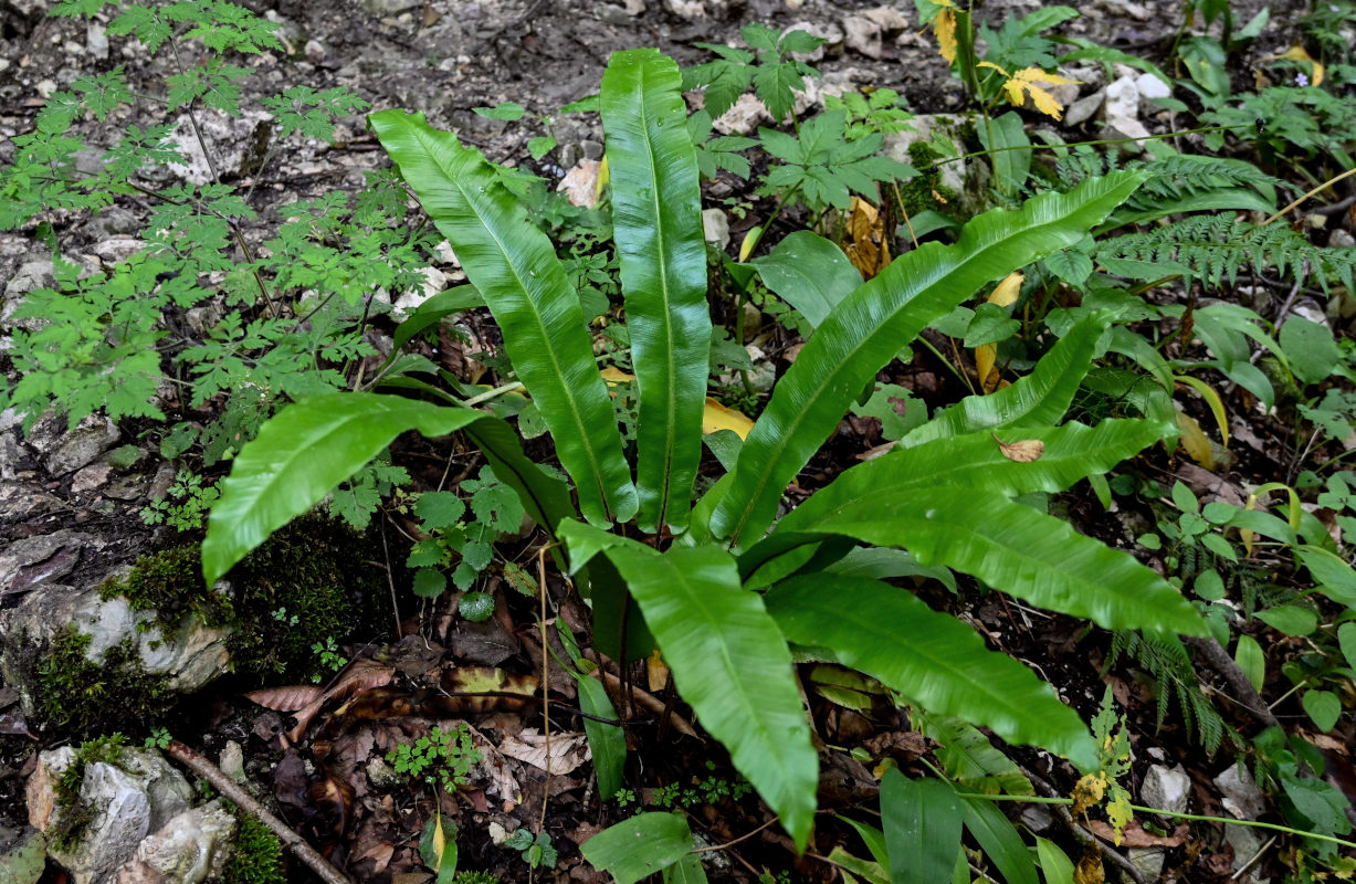 Изображение особи Phyllitis scolopendrium.