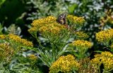 Senecio cannabifolius. Верхушка побега с соцветиями и кормящейся бабочкой. Сахалин, Корсаковский гор. округ, мыс Евстафия, приморский луг. 25.08.2022.