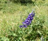 род Delphinium. Верхушка цветущего растения. Чечня, Шаройский р-н, окр. ур. Старый дом Мухтара, луг. 9 августа 2023 г.