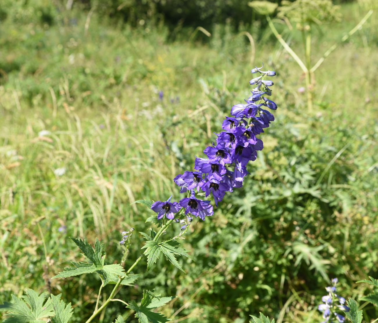 Image of genus Delphinium specimen.