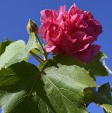 Hibiscus mutabilis