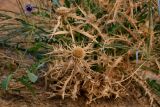 Carlina brachylepis