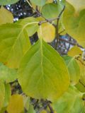 Image of taxon representative. Author is Денис Мельников