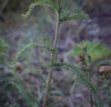 Achillea millefolium