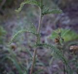 Achillea millefolium. Часть побега. Пермский край, г. Пермь, Индустриальный р-н, разнотравный луг. 04.08.2023.