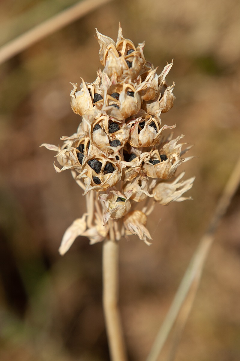 Image of genus Allium specimen.