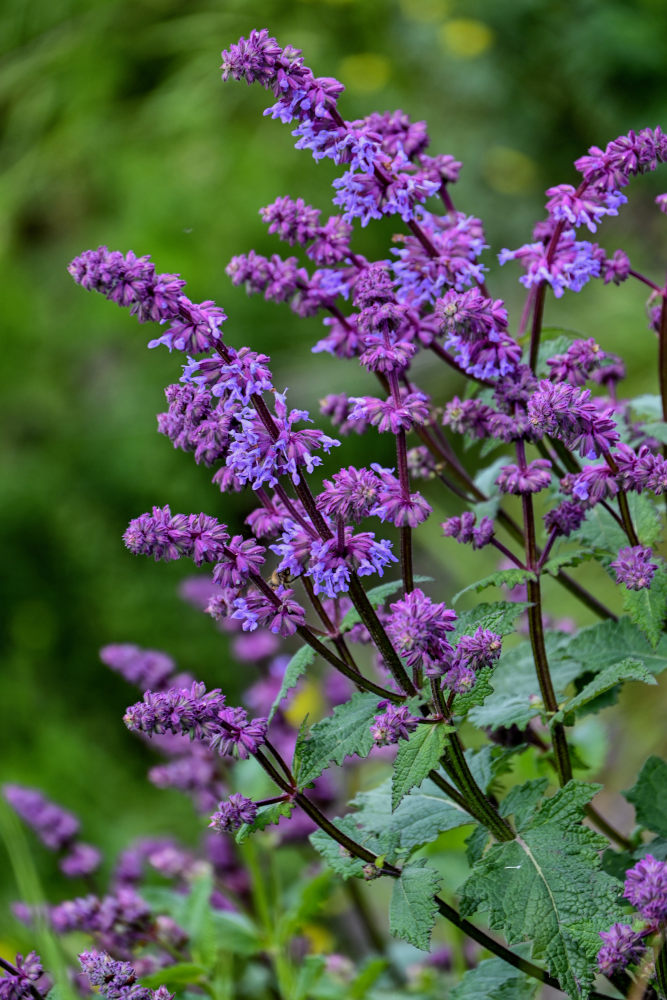 Изображение особи Salvia verticillata.