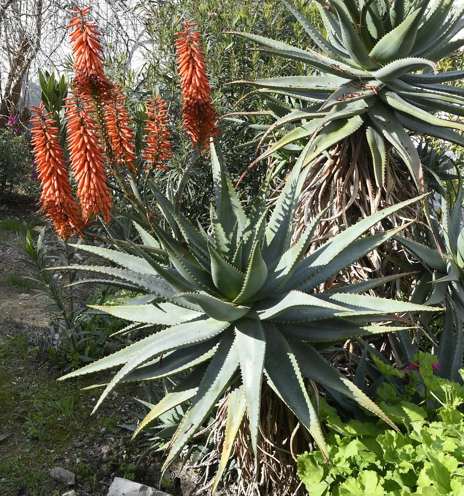 Image of genus Aloe specimen.